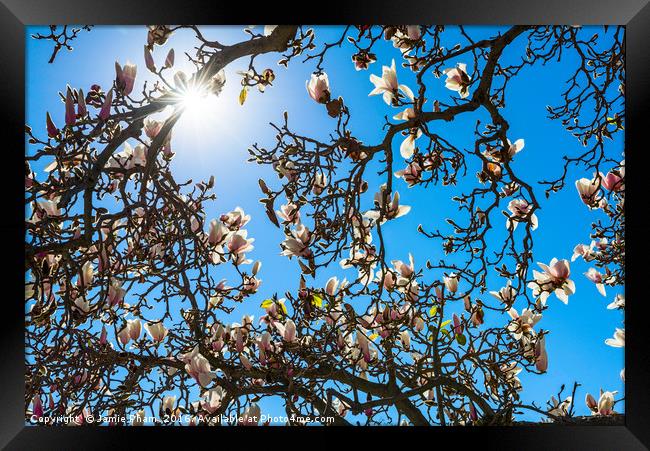 Beautiful magnolia blossom. Framed Print by Jamie Pham