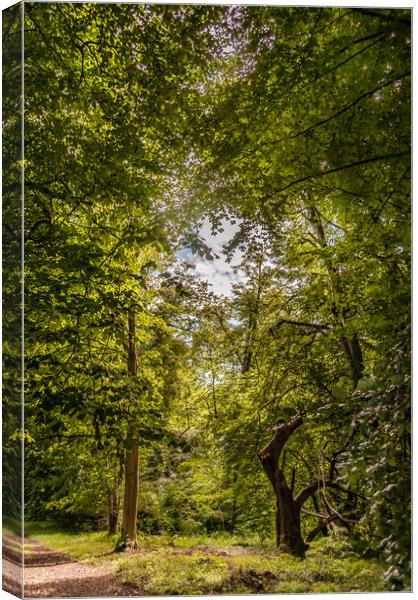 The Walk through the Trees Canvas Print by Naylor's Photography