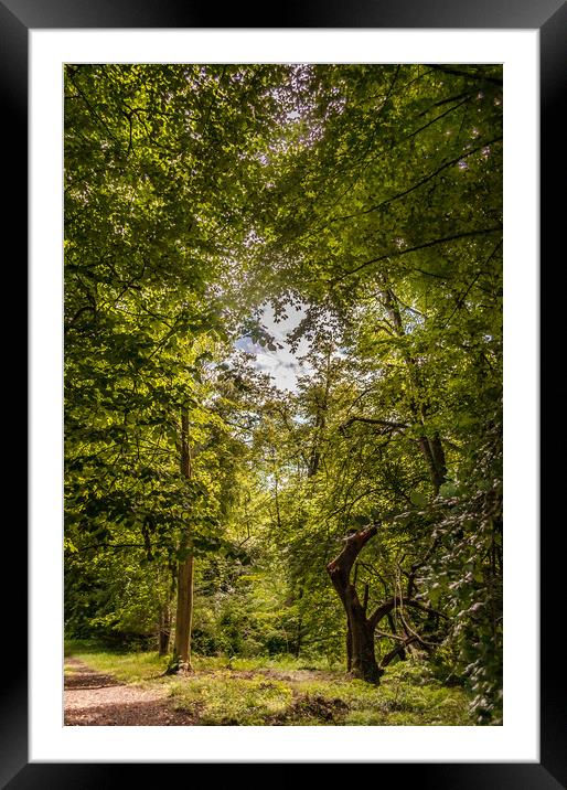 The Walk through the Trees Framed Mounted Print by Naylor's Photography