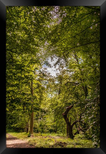 The Walk through the Trees Framed Print by Naylor's Photography