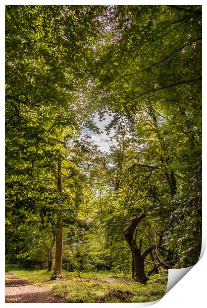 The Walk through the Trees Print by Naylor's Photography