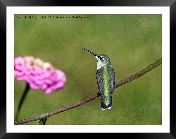 Hummingbird and Zinnia Framed Mounted Print by Frankie Cat