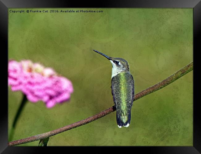 Hummingbird and Zinnia Framed Print by Frankie Cat
