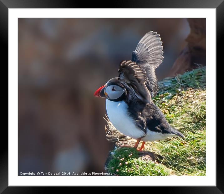 Puffin take-off Framed Mounted Print by Tom Dolezal