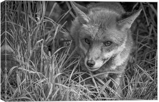 Red Fox (Vulpes vulpes)               Canvas Print by chris smith