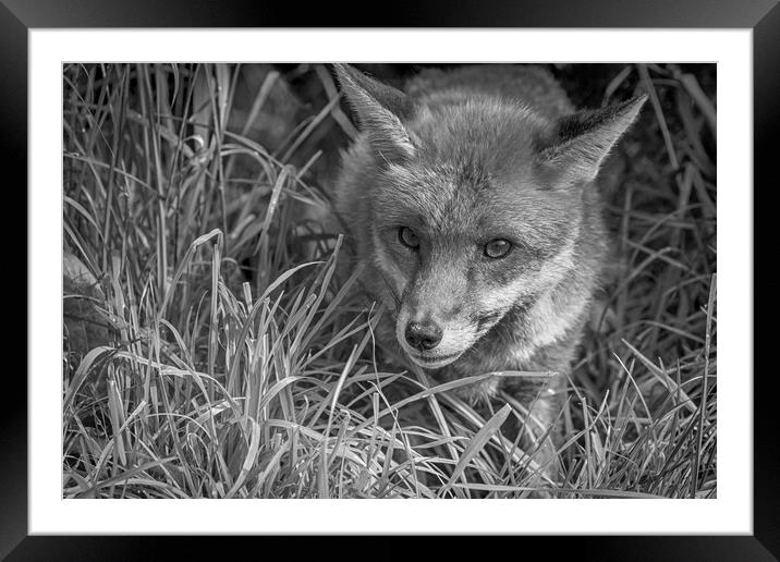 Red Fox (Vulpes vulpes)               Framed Mounted Print by chris smith