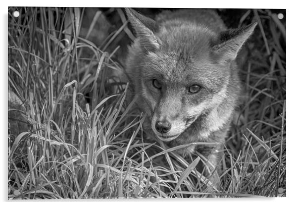 Red Fox (Vulpes vulpes)               Acrylic by chris smith