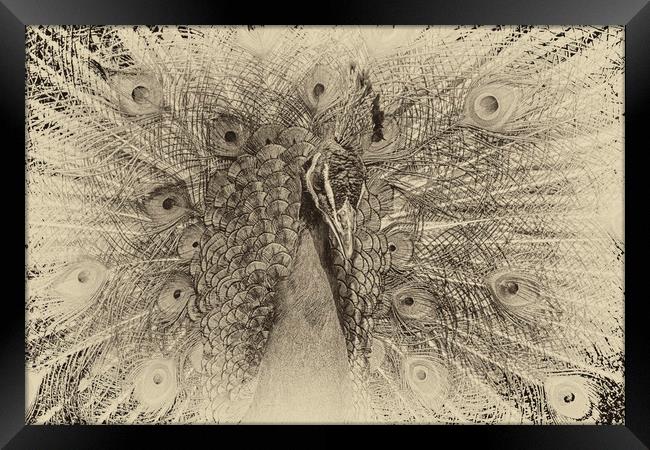 peacock  Framed Print by chris smith