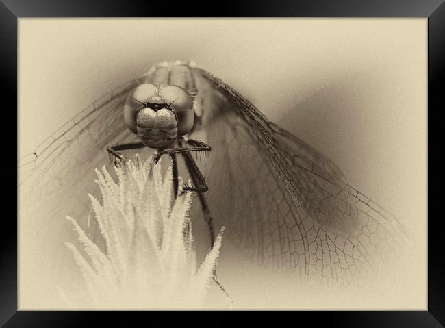Dragonfly    Framed Print by chris smith