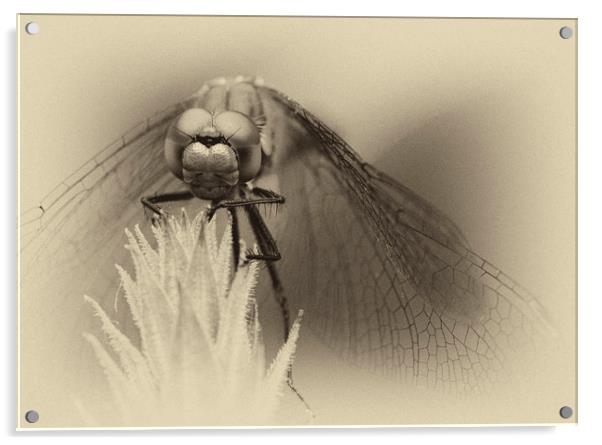 Dragonfly    Acrylic by chris smith