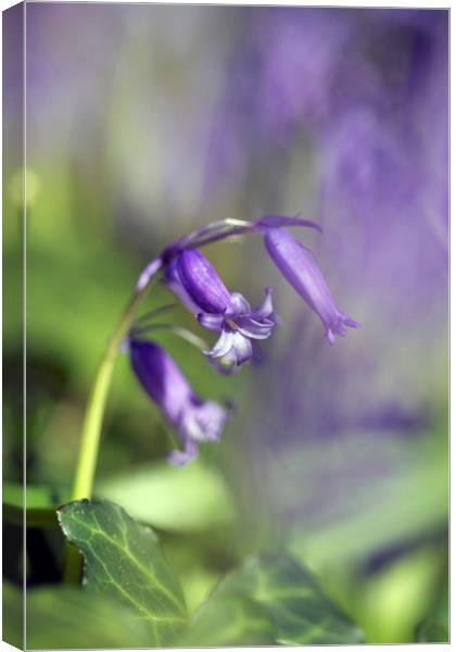 Bluebells in Springtime Canvas Print by Jackie Davies