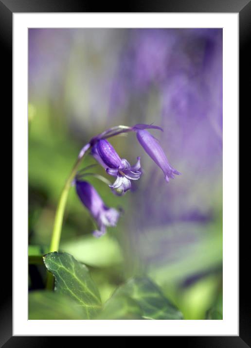 Bluebells in Springtime Framed Mounted Print by Jackie Davies