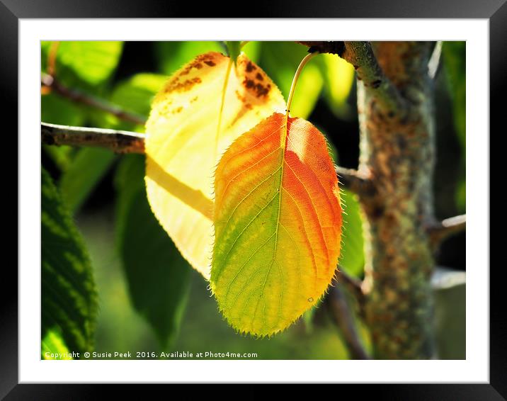 Tinges Of Autumn Framed Mounted Print by Susie Peek