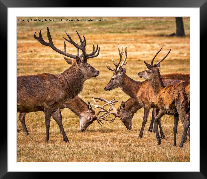 Rutting. Framed Mounted Print by Angela Aird