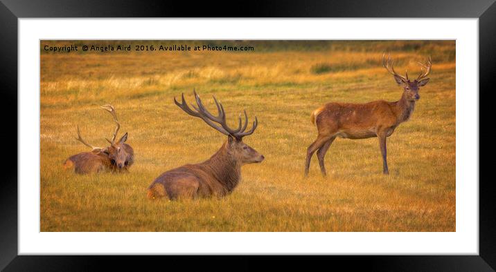 Stag Party Framed Mounted Print by Angela Aird