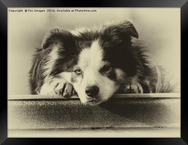 Border Collie Framed Print by Derrick Fox Lomax