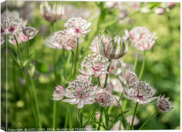 Pink and White Astrantia Canvas Print by JUDI LION