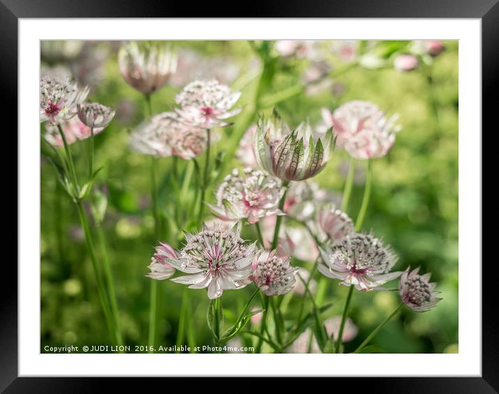 Pink and White Astrantia Framed Mounted Print by JUDI LION