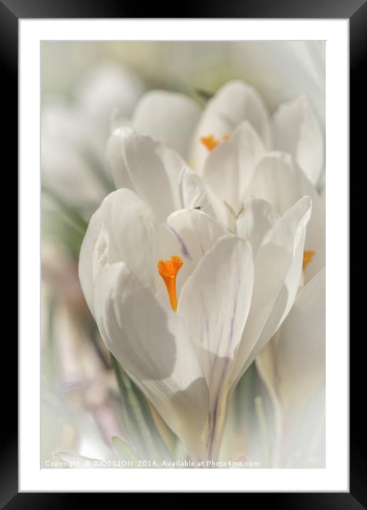 White crocus in the spring sunshine Framed Mounted Print by JUDI LION