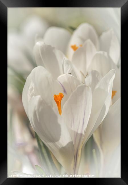 White crocus in the spring sunshine Framed Print by JUDI LION