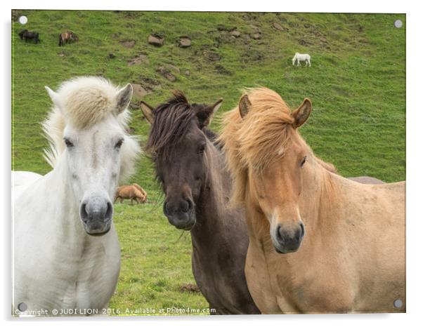 Hear no, see no, speak no - Icelandic Horses Acrylic by JUDI LION