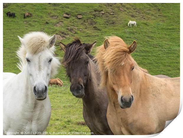 Hear no, see no, speak no - Icelandic Horses Print by JUDI LION