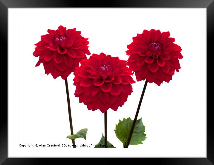 Three Red Dahlia Flowers Framed Mounted Print by Alan Crawford
