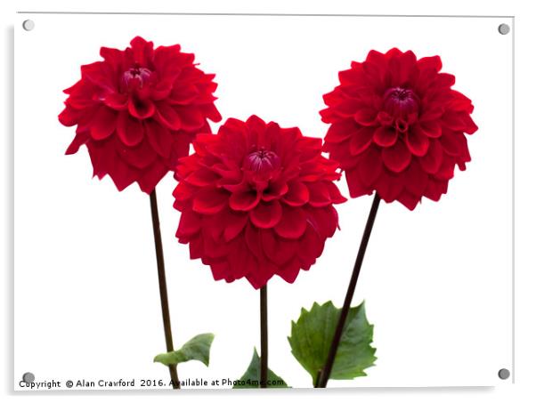 Three Red Dahlia Flowers Acrylic by Alan Crawford