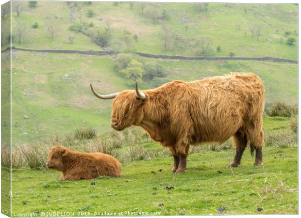 Highland cow and calf in the Lake District Canvas Print by JUDI LION