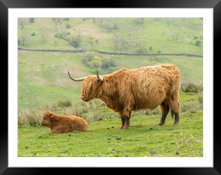Highland cow and calf in the Lake District Framed Mounted Print by JUDI LION