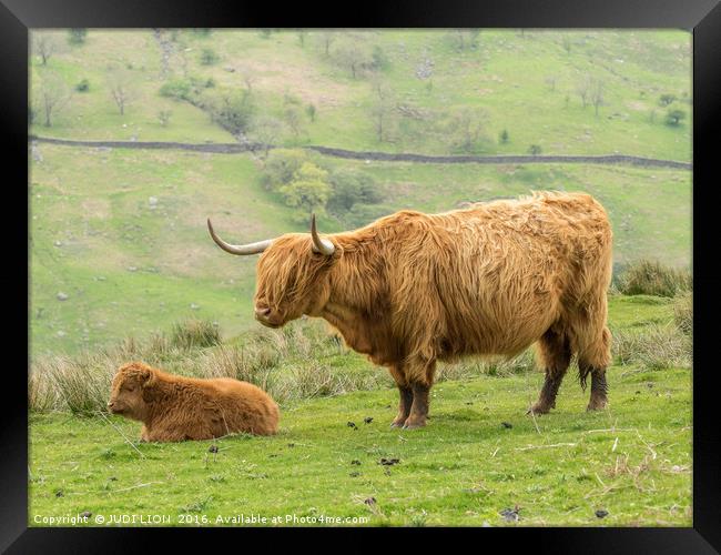 Highland cow and calf in the Lake District Framed Print by JUDI LION