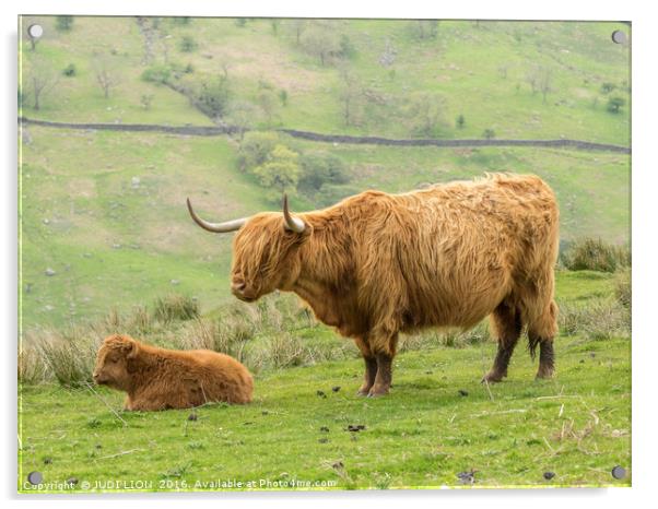 Highland cow and calf in the Lake District Acrylic by JUDI LION
