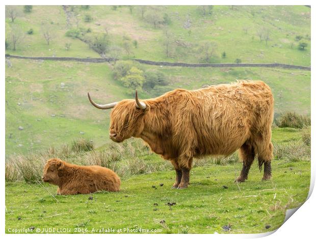 Highland cow and calf in the Lake District Print by JUDI LION