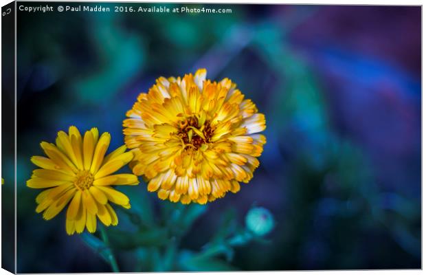A Marigold To Behold Canvas Print by Paul Madden