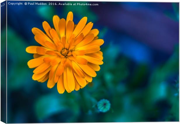Yellow Marigold Canvas Print by Paul Madden