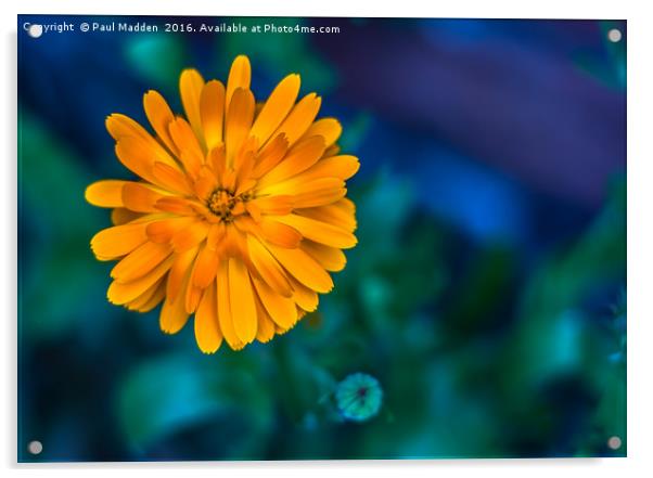 Yellow Marigold Acrylic by Paul Madden
