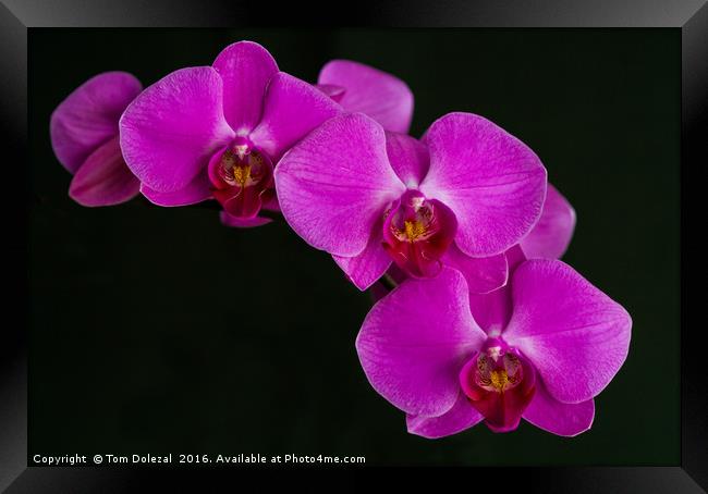 Orchid Phalaenopsis Framed Print by Tom Dolezal