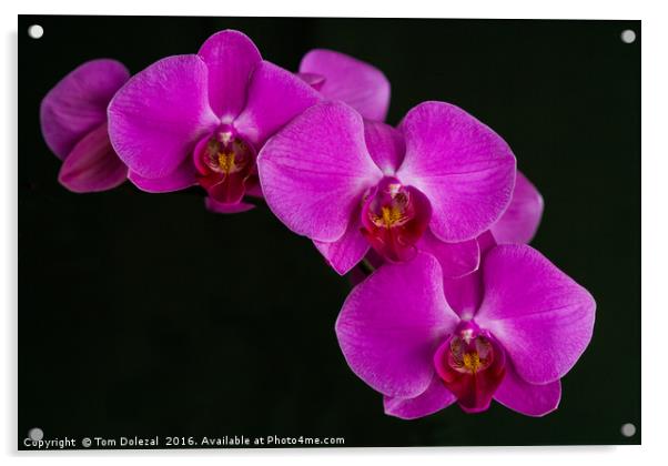 Orchid Phalaenopsis Acrylic by Tom Dolezal
