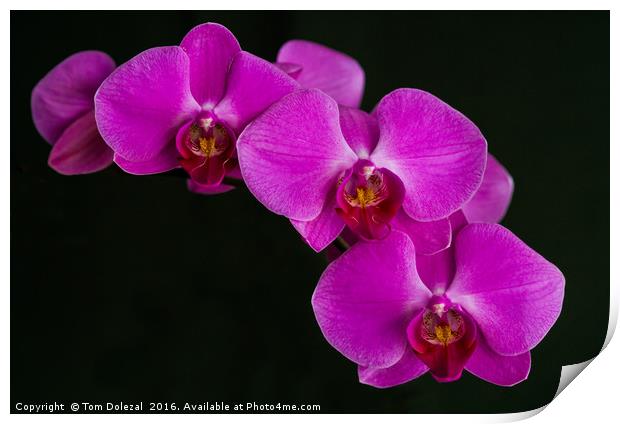 Orchid Phalaenopsis Print by Tom Dolezal