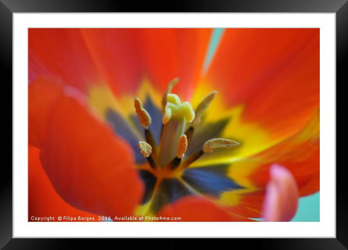Red tulip Framed Mounted Print by Filipa Borges