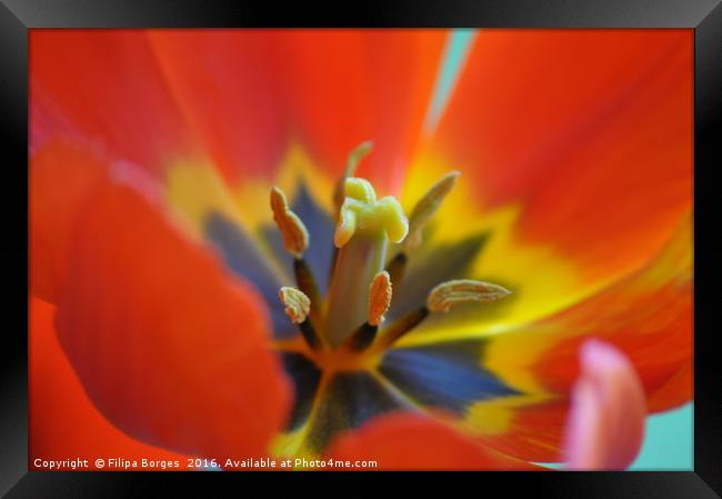 Red tulip Framed Print by Filipa Borges