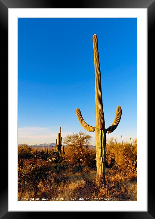 Saguaro Cactus Sunrise Framed Mounted Print by Jamie Pham