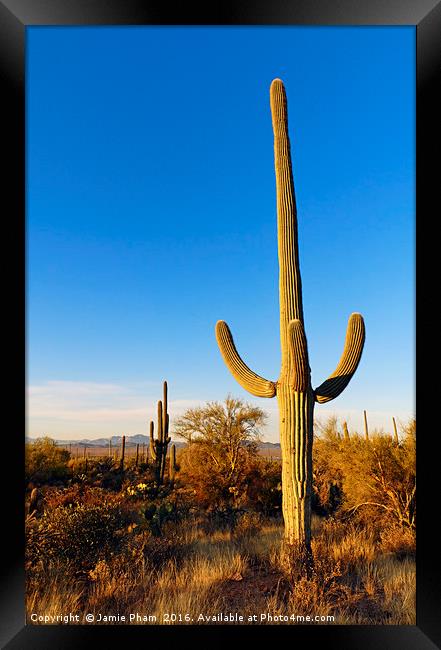 Saguaro Cactus Sunrise Framed Print by Jamie Pham