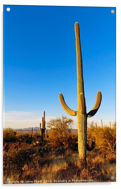 Saguaro Cactus Sunrise Acrylic by Jamie Pham