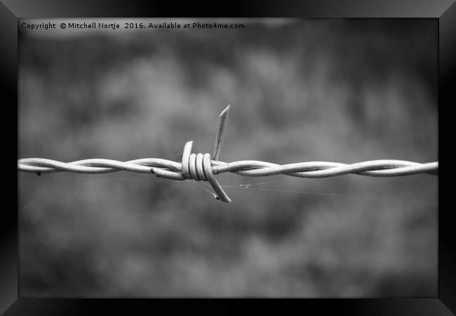 Barb wire fence Framed Print by Mitchell Nortje