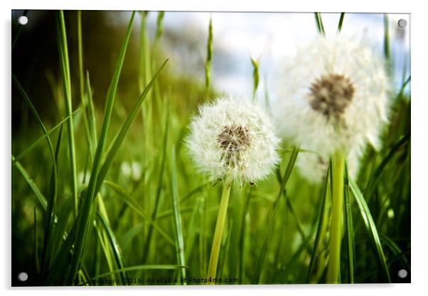Dandelions Seed Heads Acrylic by Tristan Wedgbury