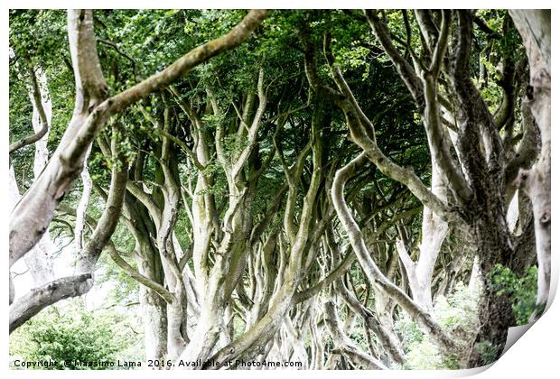 Magical forest, Northern Ireland Print by Massimo Lama