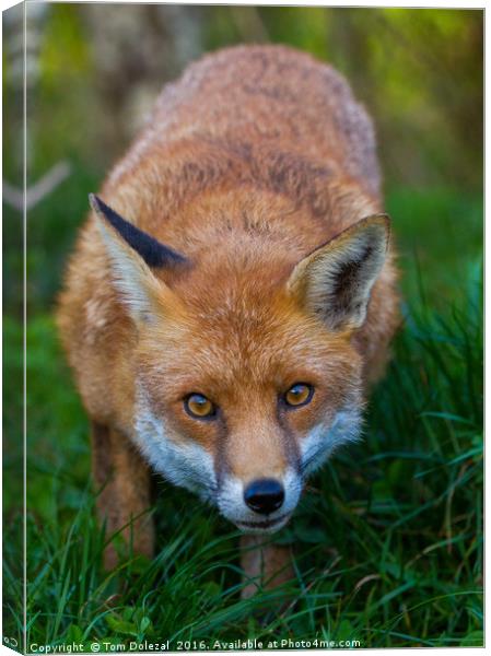 Fox eyes Canvas Print by Tom Dolezal