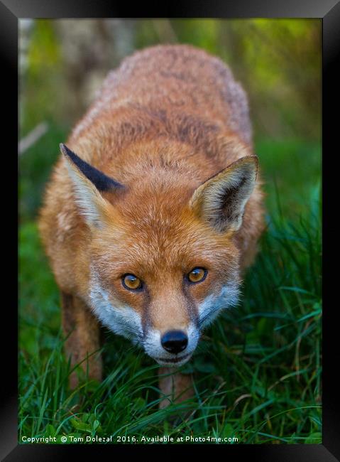 Fox eyes Framed Print by Tom Dolezal