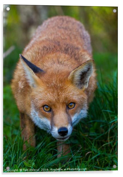 Fox eyes Acrylic by Tom Dolezal